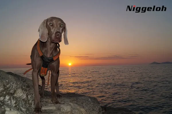 Niggeloh - Imagen 5